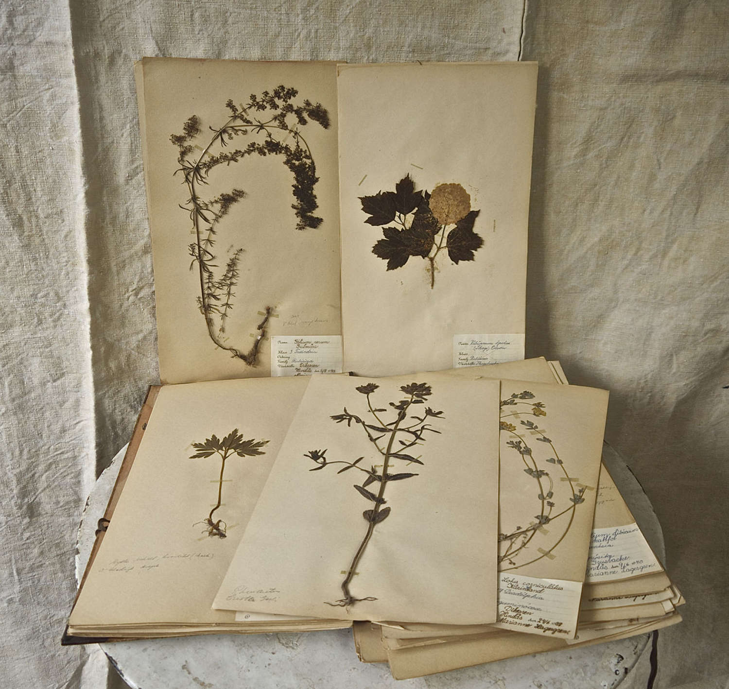 Herbarium 50 Sheets Swedish C1938-1942